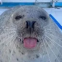 blebseal