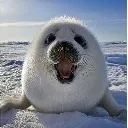 happyseal