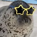 coolstarseal