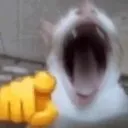 hahacatpoint
