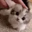 pats