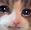 Cat_Sad