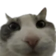 bruh