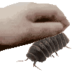 petiso