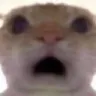 CATWTF