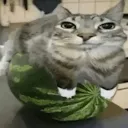 catmelon