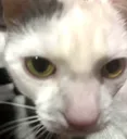 chloe_sleepy_cat