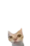 erm