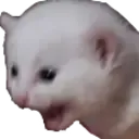 CatScream