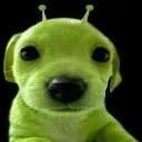 cachorroalien