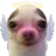 PoorAngel