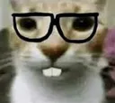nerd_cat
