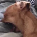 zDogCry