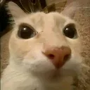 gatofacha