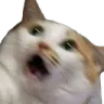 PS_CatScared