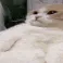 catsigh