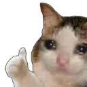 8c_sad_cat_ok 8c_sad_cat_ok