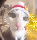cat cat