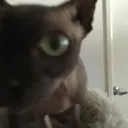 smellseven