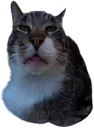 stonedcat_google_maps