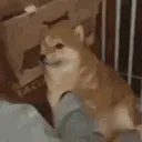 doge