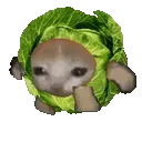 PS_CatRunCabbage