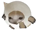 PS_CatRunOnion