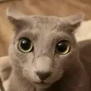 wtfcat wtfcat