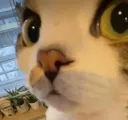 wat