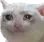 CatCrying