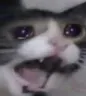 CatScream
