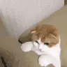 CatLeave