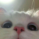 catpeek_samatva Discord emoji