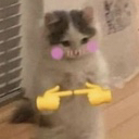 cat_shy_samatva Discord emoji