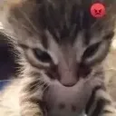 Cat_catstare