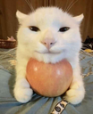 cb_happi_apple_car Discord emoji