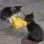 handshakecat