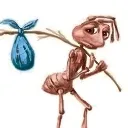 z_formigapobre