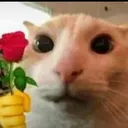 g_gatoflor