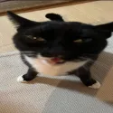 wat