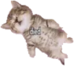 doid