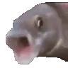 Fishy_Pog