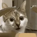 cat_wtf