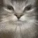 cat_sus