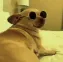 mc_doge_dance