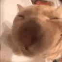 catlicka