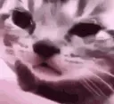CATcry