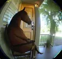 r_horsesit