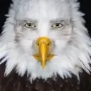 stopeaglingaround