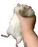 ratshake
